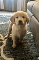 Suzy, a female Golden Retriever for sale in Browerville, MN – 1 of 4