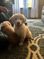 Suzy, a female Golden Retriever for sale in Browerville, MN – 2 of 4
