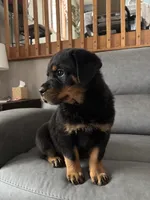 Jax, a male Rottweiler for sale in Browerville, MN – 3 of 3