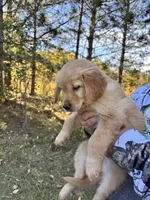 Nash, a male Golden Retriever for sale in Browerville, MN – 3 of 3