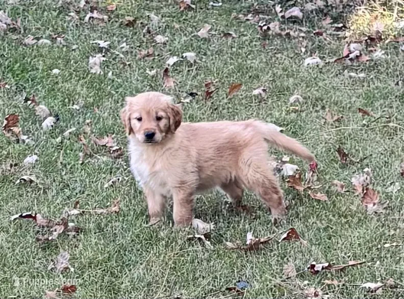 Tina – Golden Retriever puppy for sale in Browerville, MN