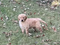 Tina, a female Golden Retriever for sale in Browerville, MN – 1 of 3