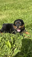 Sofia, a female Rottweiler for sale in Browerville, MN – 2 of 4