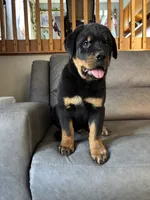 Bo, a male Rottweiler for sale in Browerville, MN – 4 of 5