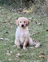 Nash, a male Golden Retriever for sale in Browerville, MN – 1 of 3