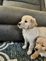 Jace, a male Golden Retriever for sale in Browerville, MN – 3 of 3