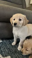 Jace, a male Golden Retriever for sale in Browerville, MN – 2 of 3