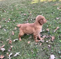 Chelsea , a female Golden Retriever for sale in Browerville, MN – 2 of 3