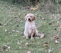 Nash, a male Golden Retriever for sale in Browerville, MN – 2 of 3