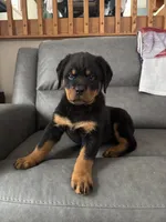 Sofia, a female Rottweiler for sale in Browerville, MN – 1 of 5