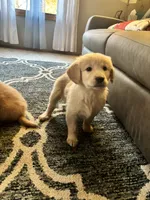 Suzy, a female Golden Retriever for sale in Browerville, MN – 4 of 4