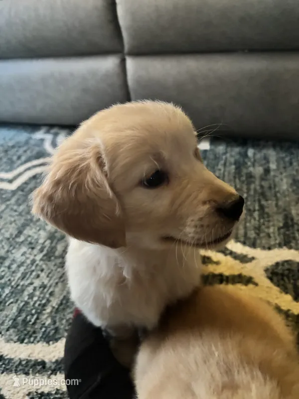 Geno – Golden Retriever puppy for sale in Browerville, MN