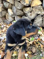 Bo, a male Rottweiler for sale in Browerville, MN – 5 of 5