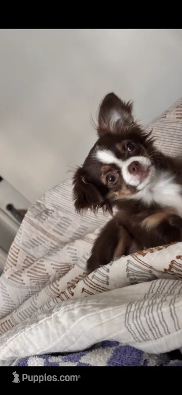 Doku – Chihuahua puppy on hold in Las Vegas, NV