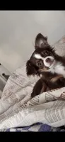 Doku, a male Chihuahua for sale in Las Vegas, NV – 1 of 3