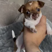 Tiny Arlo, a male Chihuahua for sale in Las Vegas, NV – Photo 5 of 7