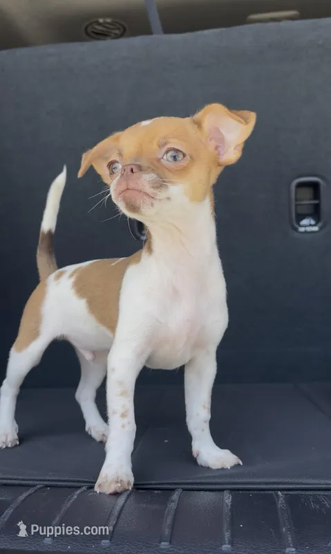 Tiny Arlo – Chihuahua puppy for sale in Las Vegas, NV