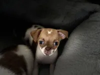 Tiny Arlo, a male Chihuahua for sale in Las Vegas, NV – Photo 2 of 7