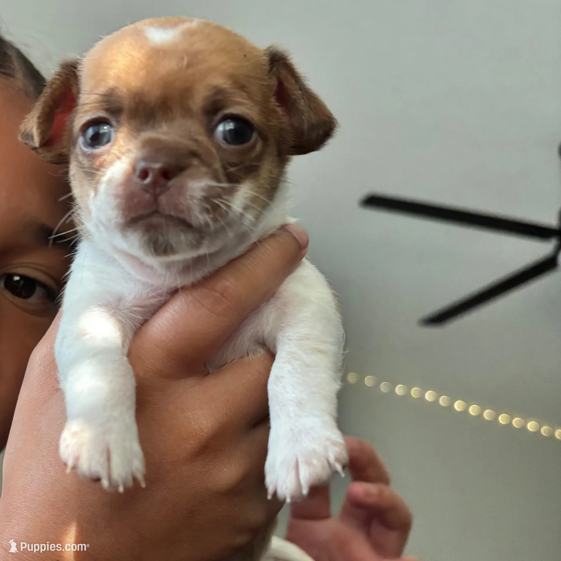 Arlo, a male Chihuahua for sale in Las Vegas, NV – Photo 4 of 4