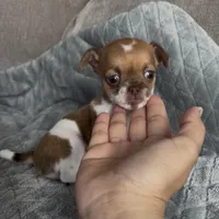 Tiny Arlo, a male Chihuahua for sale in Las Vegas, NV – Photo 3 of 7