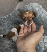 Arlo, a male Chihuahua for sale in Las Vegas, NV – Photo 2 of 4