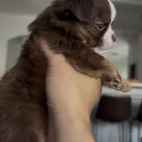 Doku, a male Chihuahua for sale in Las Vegas, NV – Photo 6 of 6