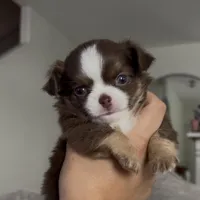 Doku, a male Chihuahua for sale in Las Vegas, NV – Photo 1 of 6