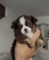 Doku, a male Chihuahua for sale in Las Vegas, NV – Photo 1 of 2