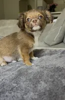 Teddy Bear, a male Chihuahua for sale in Las Vegas, NV – Photo 4 of 5