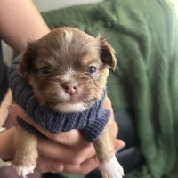 Teddy Bear, a male Chihuahua for sale in Las Vegas, NV – Photo 5 of 5