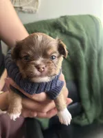 Teddy Bear, a male Chihuahua for sale in Las Vegas, NV – Photo 2 of 2