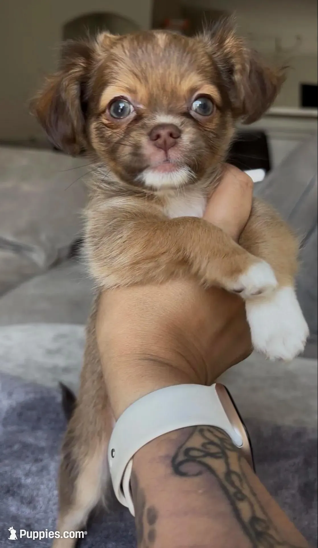 Teddy Bear – Chihuahua puppy for sale in Las Vegas, NV