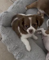 Ollie Pop, a male Chihuahua for sale in Las Vegas, NV – Photo 4 of 5