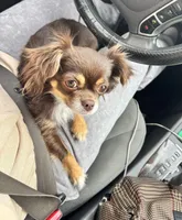 Ollie Pop, a male Chihuahua for sale in Las Vegas, NV – Photo 5 of 5