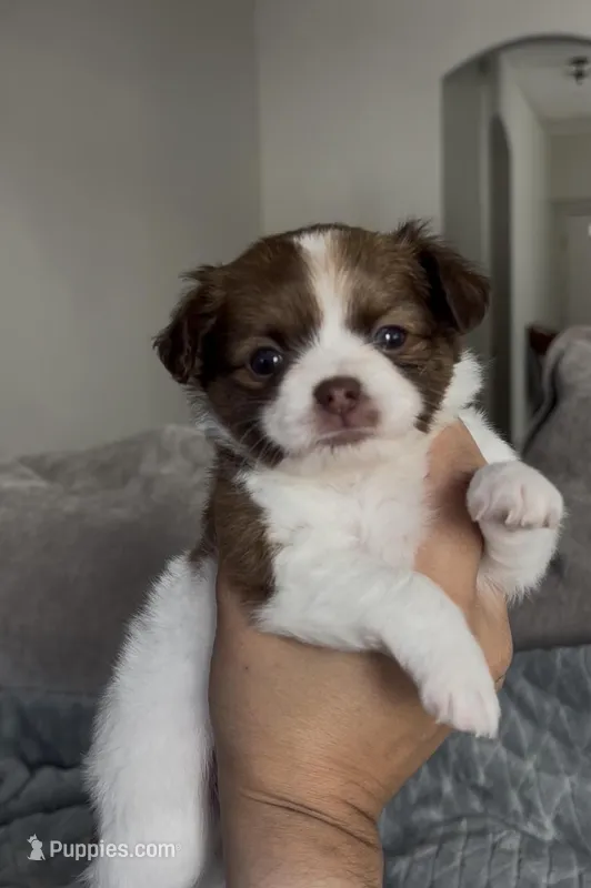 Ollie Pop, a male Chihuahua for sale in Las Vegas, NV – Photo 1 of 1