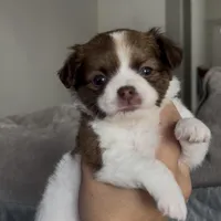 Ollie Pop, a male Chihuahua for sale in Las Vegas, NV – Photo 1 of 5