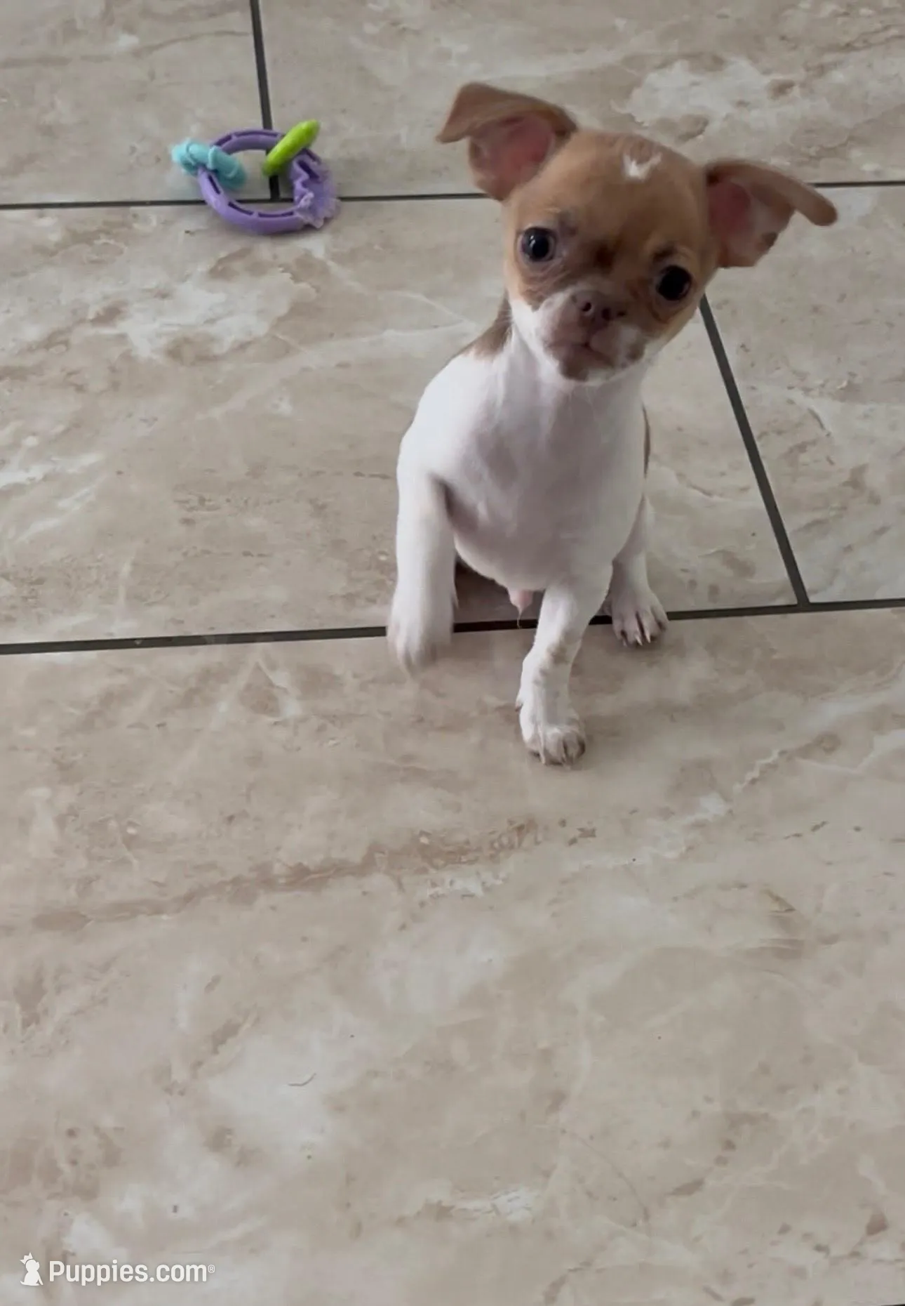 Tiny Arlo, a male Chihuahua for sale in Las Vegas, NV – 3 of 9
