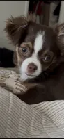 Doku, a male Chihuahua for sale in Las Vegas, NV – 2 of 3
