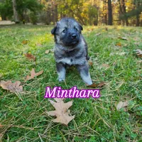 Minthara , a female German Shepherd Dog and Siberian Husky for sale in Prattsburgh, NY – 2 of 3