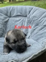 Karlach , a female German Shepherd Dog and Siberian Husky for sale in Prattsburgh, NY – 2 of 3