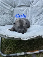 Gale, a male German Shepherd Dog and Siberian Husky for sale in Prattsburgh, NY – 2 of 3