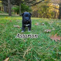 Astarion , a male German Shepherd Dog and Siberian Husky for sale in Prattsburgh, NY – 1 of 3