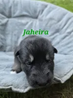 Jahira , a female German Shepherd Dog and Siberian Husky for sale in Prattsburgh, NY – 2 of 3