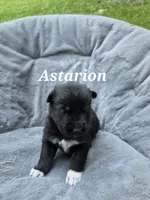 Astarion , a male German Shepherd Dog and Siberian Husky for sale in Prattsburgh, NY – 2 of 3