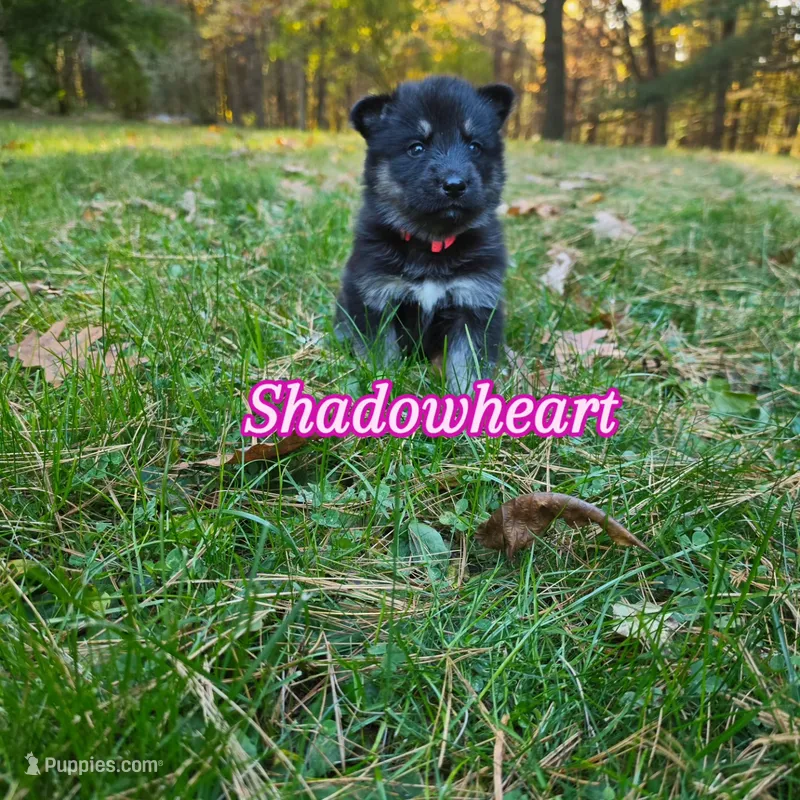 Shadowheart  – German Shepherd Dog, Siberian Husky puppy for sale in Prattsburgh, NY
