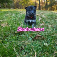 Shadowheart , a female German Shepherd Dog and Siberian Husky for sale in Prattsburgh, NY – 1 of 3