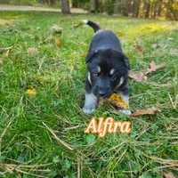 Alfira , a female German Shepherd Dog for sale in Prattsburgh, NY – 1 of 3