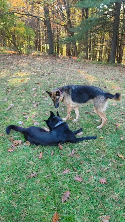 Alfira , a female German Shepherd Dog for sale in Prattsburgh, NY – 3 of 3