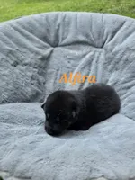 Alfira , a female German Shepherd Dog for sale in Prattsburgh, NY – 2 of 3
