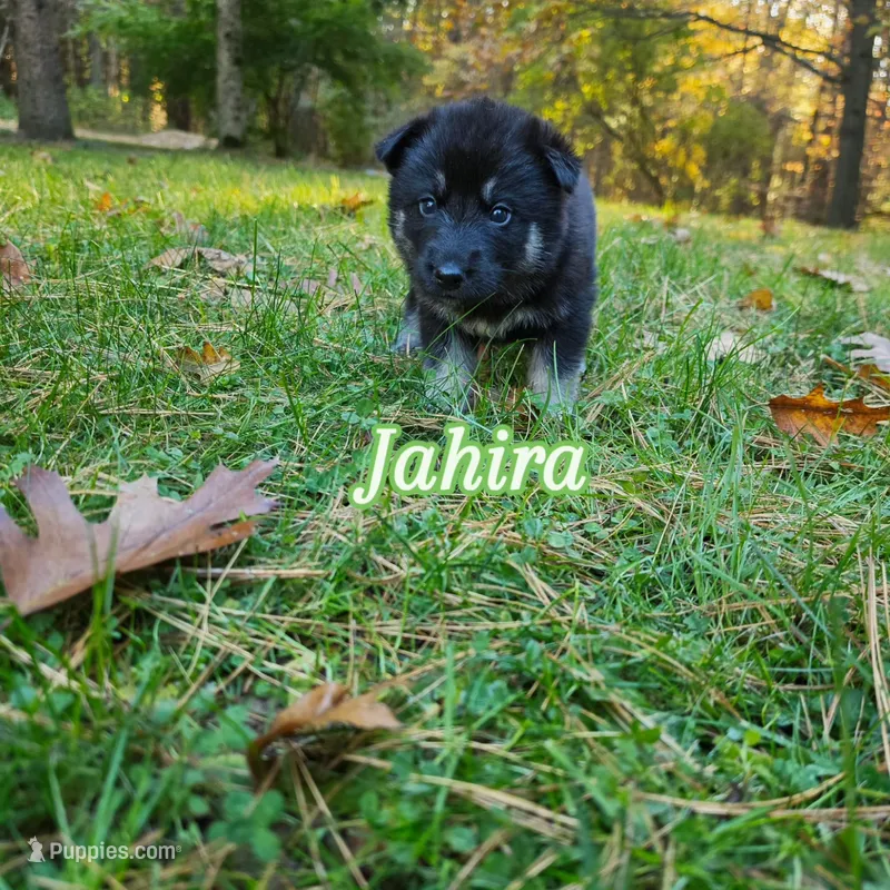 Jahira  – German Shepherd Dog, Siberian Husky puppy for sale in Prattsburgh, NY